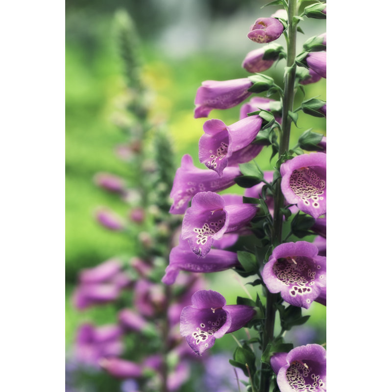 Foxglove by Lordrunar, 12" H x 8" W