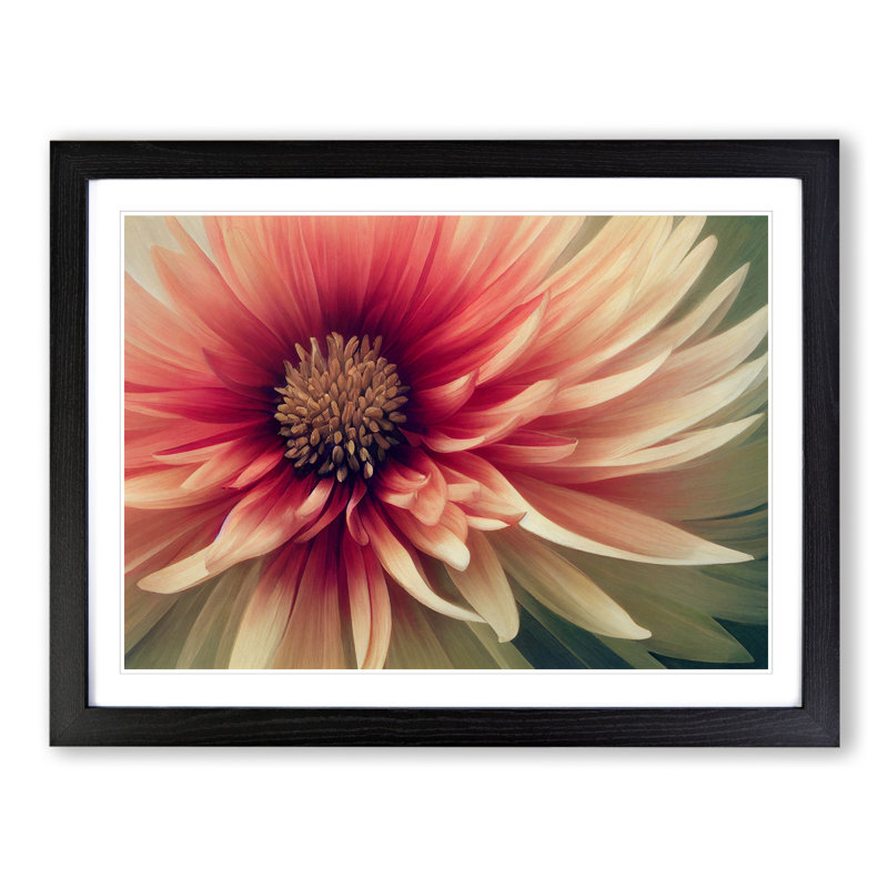 Cosmopolitan Chrysanthemum Flower - Framed Print, Black, 25cm H x 34cm W x 2cm D