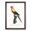 Sun Parakeet by F. Levaillant - Picture Frame Painting Print-55613683-55613684