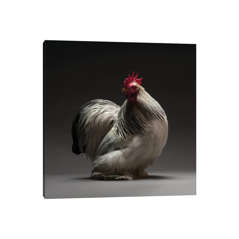 Columbian Cochin Bantam - Wrapped Canvas Print, 30.48 cm H x 30.48 cm W