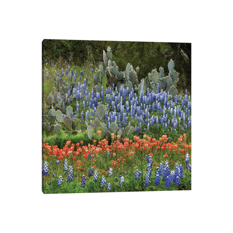 Bluebonnet, Paintbrush Cactus, Texas And Pricky Pear - Horizontal by Tim Fitzharris - Wrapped Canvas Print