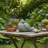 Chilmark Animals Figurines & Sculptures