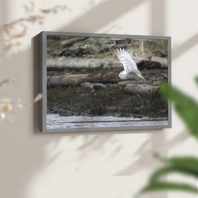 Solo Flight -Framed Print - Restickable