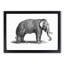 Elephant in Black & White by George Shaw - Picture Frame Drawing Print-55539490-55539493