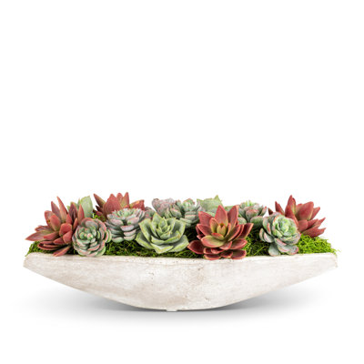 Asti Succulent Cement Arrangement