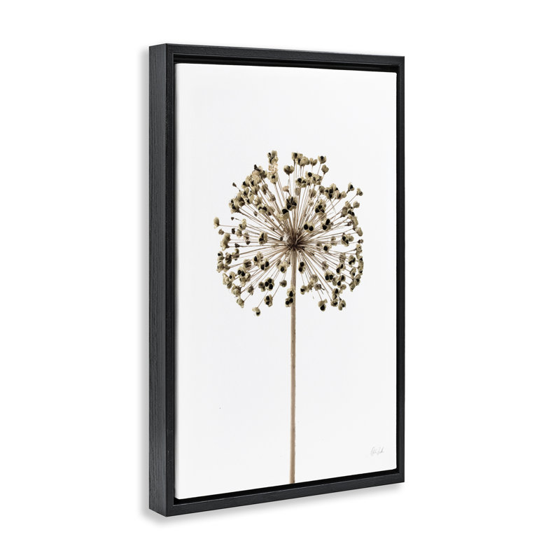  Toile flottante encadrée Minimal Allium Bud par Deborah Revell, Cadre flottant noir de jais, H 25 po x l 17 po