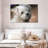 Brampt Maltese-107870605