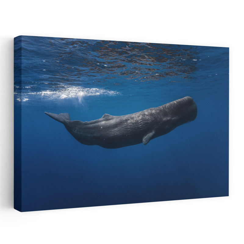 Art contemporain contemporain, baleine, paysage, nature, H 16 po x l 24 po