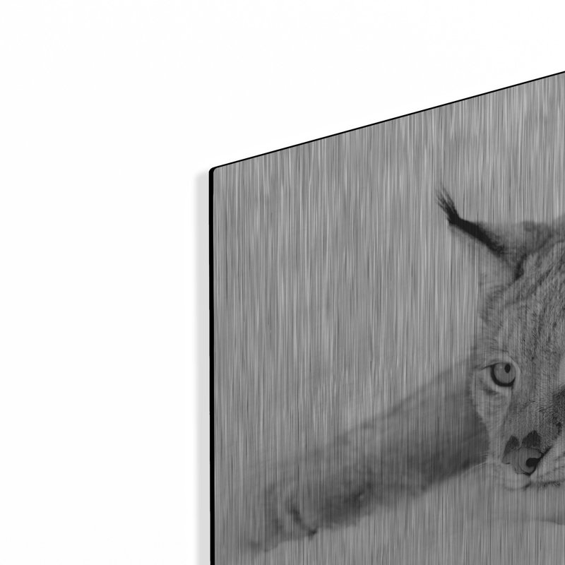 «Lynx 1» par PhotoINC Studio, H 12 po x l 16 po