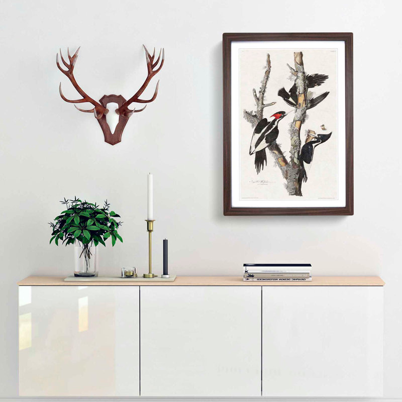Ivory Billed Woodpeckers by John Audubon - Picture Frame Painting Print, Walnut Framed, 65cm H x 48cm W x 2cm D
