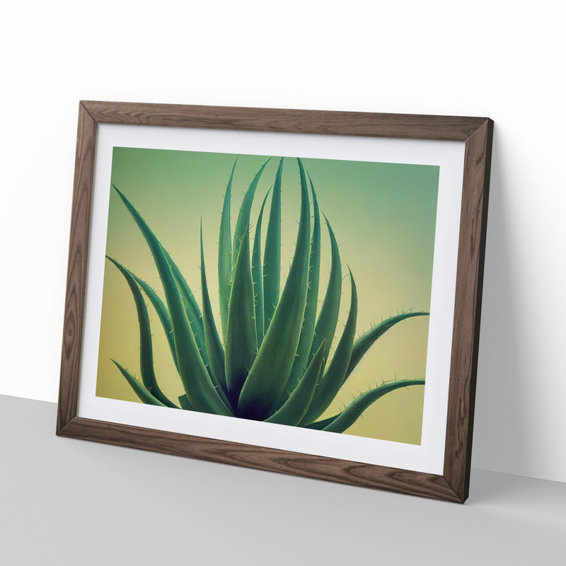 Showstopping Aloe Vera Plant - Framed Print, 34cm H x 46cm W x 2cm D, Walnut