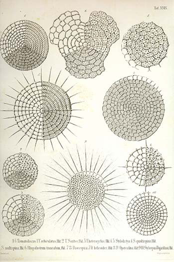 Collection de radiolaria par ernst haeckel-impression d’art graphique, H 66 po x l 44 po x P 1,5 po