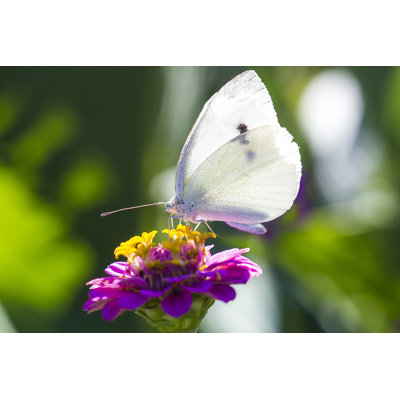 Aveley White Cabbage Butterfly - Wrapped Canvas Print