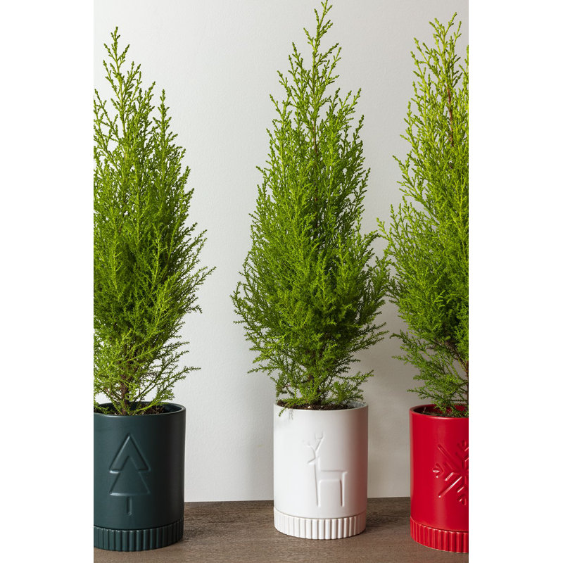 Pot Rowan, Blanc