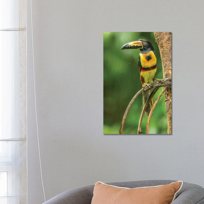 Costa Rica, La Selva Biological Research Station. Collared Aricari On Limb. by Jaynes Gallery - Wrapped Canvas Print