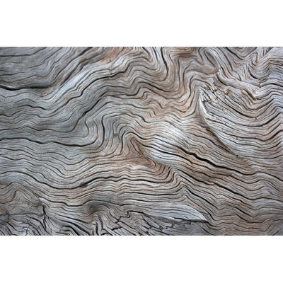 Tree Background by SafakOguz - Wrapped Canvas Print