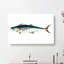Mottled Mackerel Fish by George Shaw - Wrapped Canvas Painting-55330634