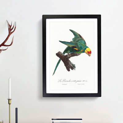 Yellow-Crowned Parakeet by F. Levaillant - Picture Frame Graphic Art Print
