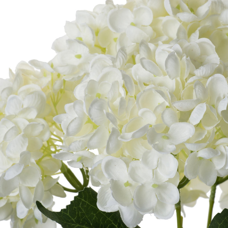 Tige d'hortensia Oakdale, Crème