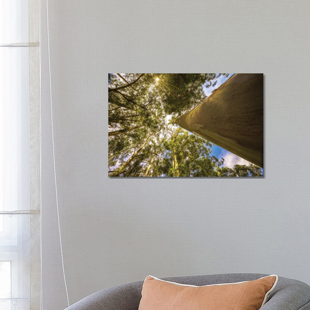 Magical Tree by Glauco Meneghelli - Gallery-Wrapped Canvas Giclée on Canvas