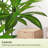 Dracaena Trees Artificial Indoor, 5FT Tall Faux Tree