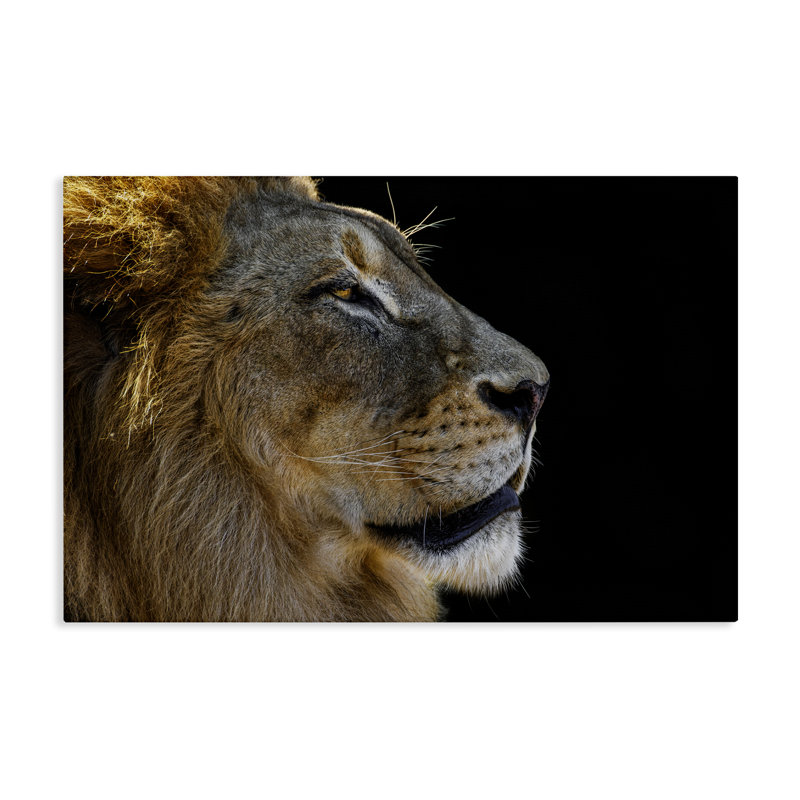 Art mural sur toile «Fierce lion regardant à droite» par Danita Delimont, H 16 po x l 24 po