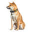 Portable Ultrasonic Electric Fence Collar-984196369