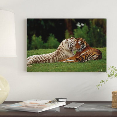 Bengal Tiger Affectionate Pair, One With Normal Coloration And The Other A Melanistic White Morph, India by Konrad Wothe - Wrapped Canvas Gallery-Wrapped Canvas Giclée