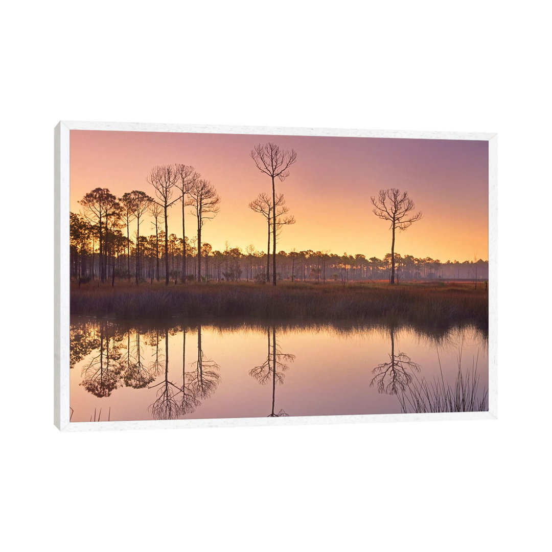 Pineland At Piney Point Near Hagen's Cove, Florida von Tim Fitzharris - Gallery-Wrapped Canvas Giclée