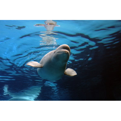Beluga Whale Playing - Wrapped Canvas Print