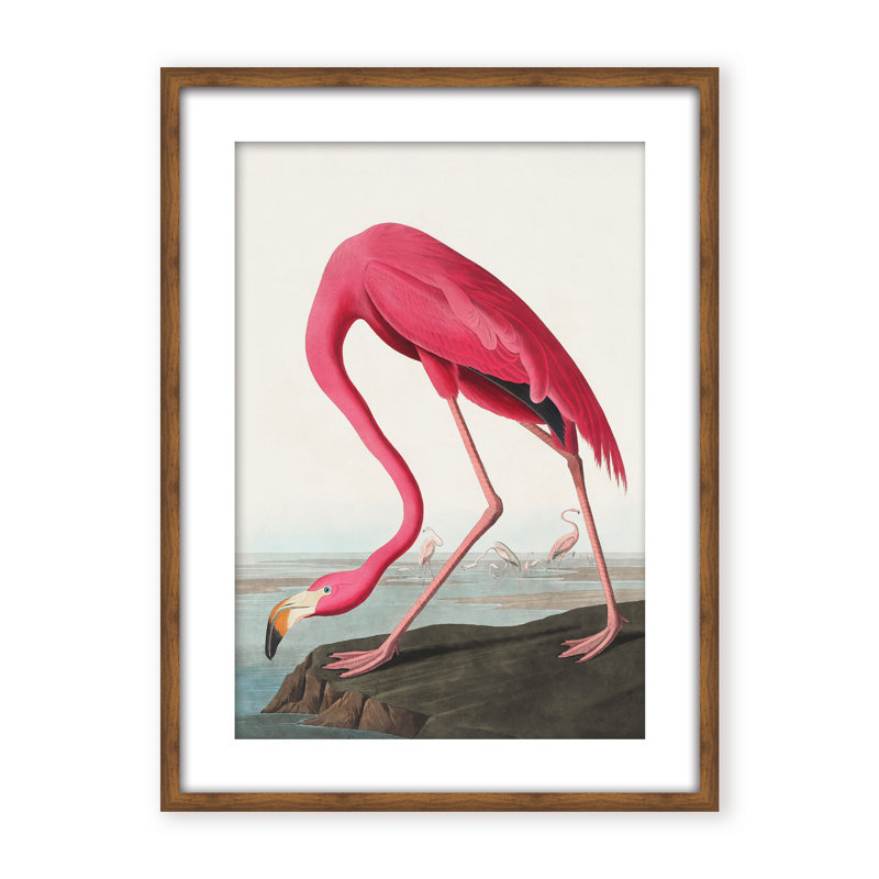 Coastal Retreat Pink Flamingo II From Birds Of America (1827), 24" H x 16" W x 2.375" D, Framed Canvas, Beige