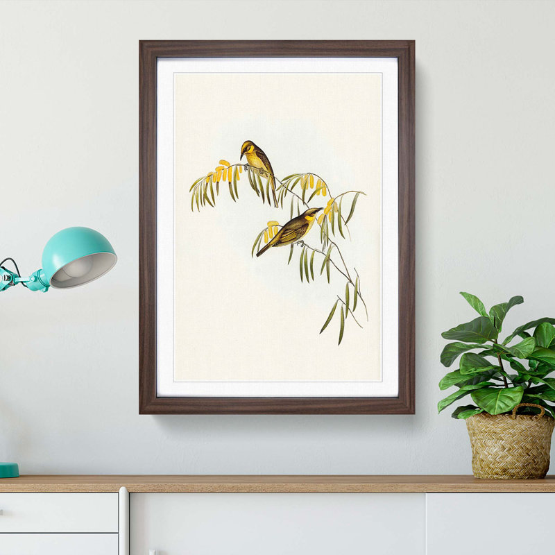 Plumed Honeyeaters by Elizabeth Gould - Picture Frame Painting Print, 36cm H x 27cm W x 2cm D, Walnut Framed