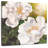Harnek Floral Purity-109215156