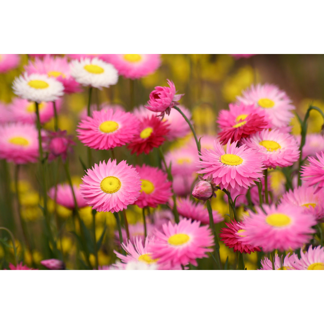 Leinwandbild Wildflowers Field in Kings Park, Perth