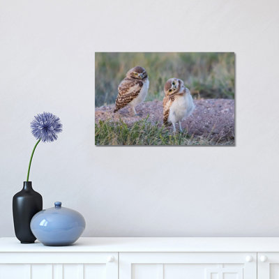 États-Unis, Wyoming, Sublette County. Deux jeunes chouettes des terriers se tenant debout au bord de leur terrier Natal par Elizabeth Boehm - Photographie sur toile tendue
