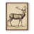 Noyer