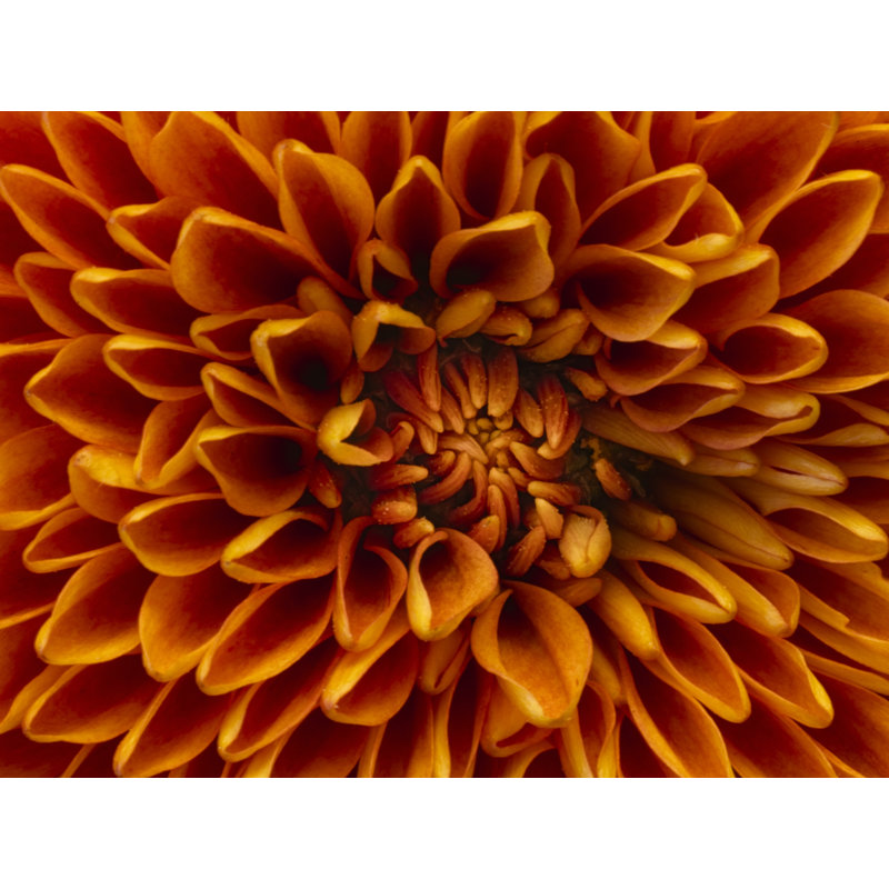 Pom Pom Chrysanthemum Orange Print by Harold Davis, Black Framed Paper, 17.25" H x 21.25" W