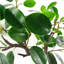 101.6cm Faux Bonsai Plant in Pot