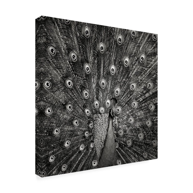 Art sur toile Christian Meermann Peacock 6, H 18 po x l 18 po x P 2 po