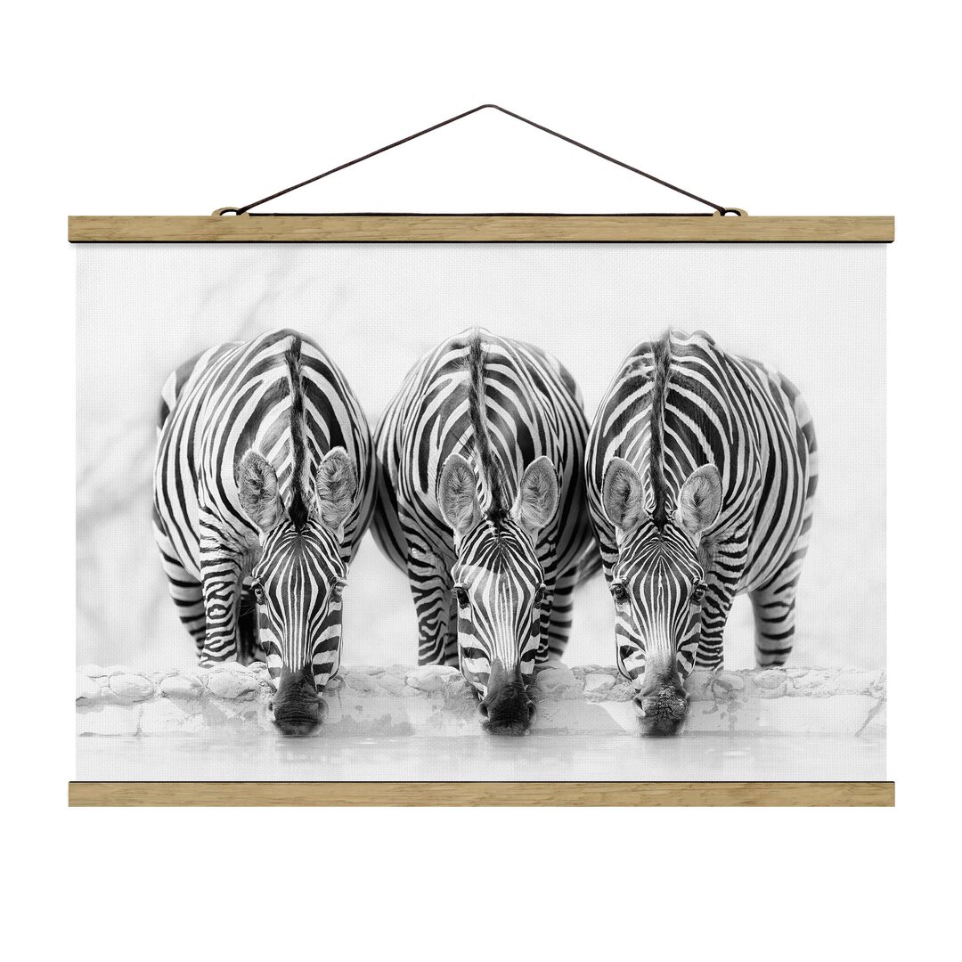 Fotodruck Zebra Trio Schwarz und Weiß