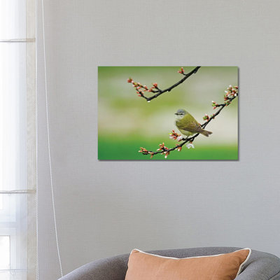 Canada, Manitoba, Winnipeg Tennessee Warbler In Nanking Cherry Shrub by Jaynes Gallery - Wrapped Canvas Print