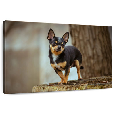 Tri Chihuahua