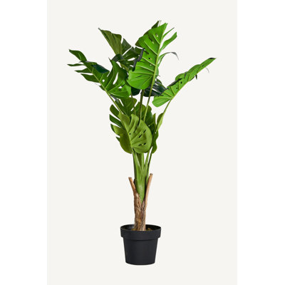 Monstera Tracie