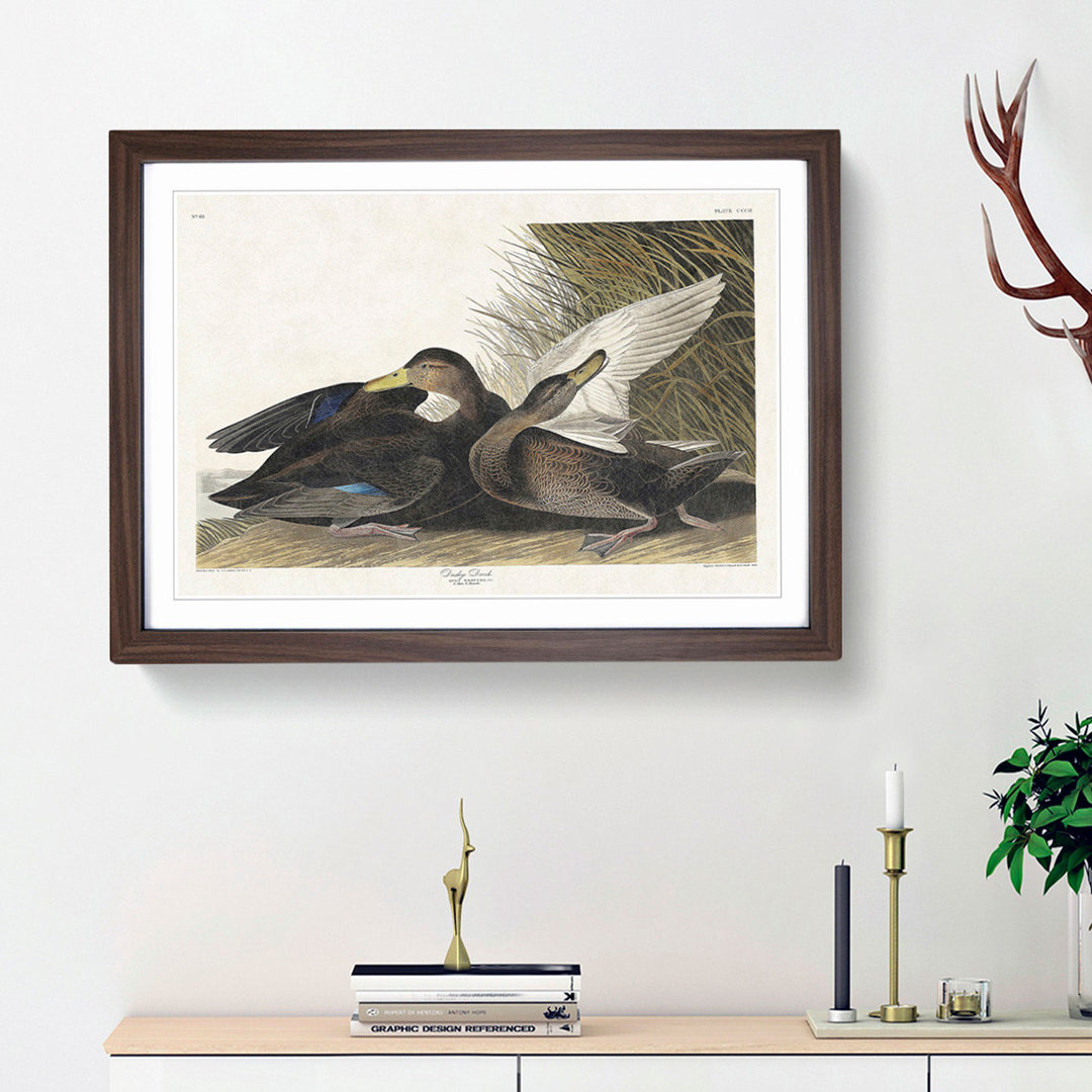 Dusky Duck by John James Audubon - Framed Print
