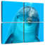 Brampt Dolphin Encounter-109034162