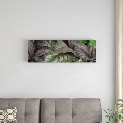 " Close-Up Of Purple Leaves " by Panoramic Images