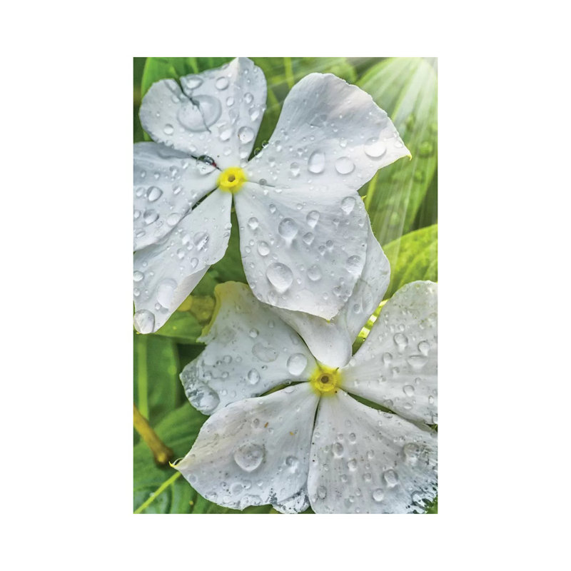 Water Drops On A White Flower - Wrapped Canvas Print, 30.48cm H x 20.32cm W x 1.905cm D