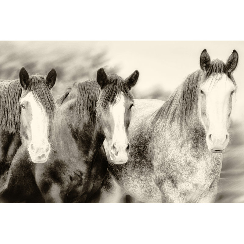 Three Amigos II by PHBurchett - Photograph, 81cm H x 122cm W, Wrapped Canvas