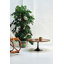 Turlock Pedestal Coffee Table