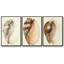 Splendid Shells I, ensemble de 3 toiles encadrées sur toile-97946292-97946295